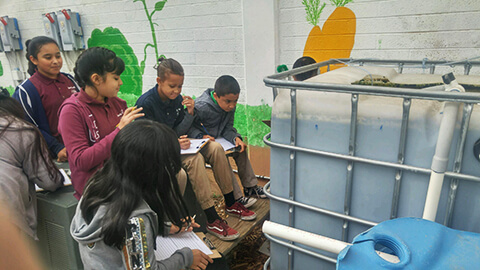 AmeriSchools Phoenix Academy students studying aquaponics